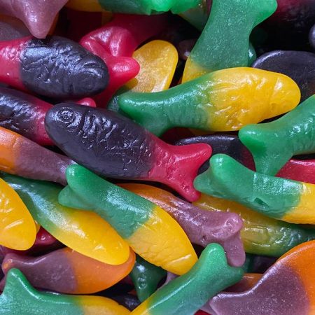 Rainbow Colourful Fish